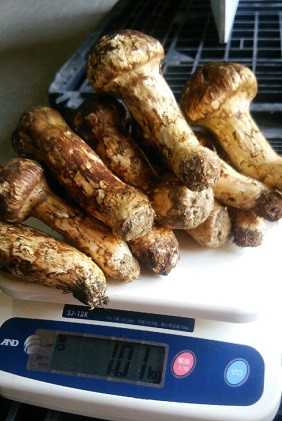 長野市収穫　松茸　約1kg（8～15本） |  まつたけ きのこ キノコ 秋の味覚 食材 人気 おすすめ  送料無料  長野県 長野市 信州 信濃 ふるさと納税