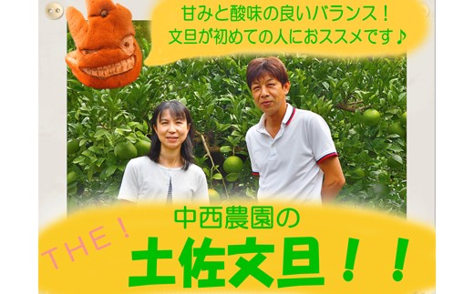 中西農園の土佐文旦10kg家庭用
