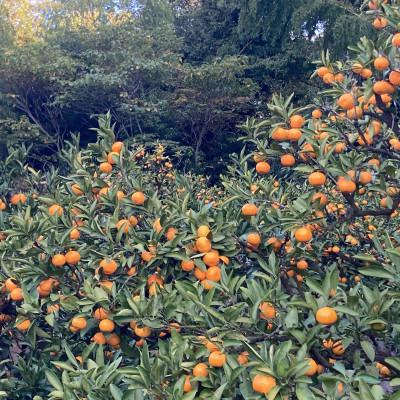 ふるさと納税 武蔵村山市 内野みかん園のみかんワイン 375ml×1本 |  | 01