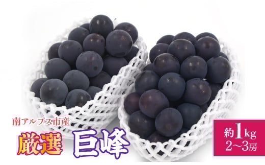 【2026年発送先行予約】厳選！南アルプス市産　巨峰　約1.0kg（2～3房） ALPDD016