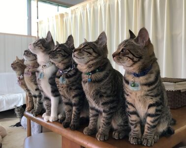 fn-36-001 猫ちゃんが大好きな方必見！『保護猫アンドゥ』フリータイムチケット3枚セット 動物 ペット