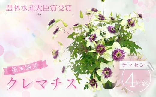 【先行予約】 クレマチス テッセン 5号鉢 | 花 お花 レッド 赤 5号 花ギフト フラワーギフト 鉢花 鉢植え ギフト プレゼント 贈答 根本園芸