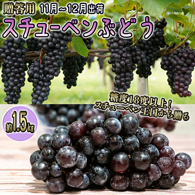 【ふるさと納税】11～12月 津軽ぶどう村 特秀 スチューベン ぶどう 約 1.5kg 糖度18度以上【 青森ぶどう 青森県鶴田町産 11月 12月 果物 フルーツ 高糖度 ギフト 贈答用 ポリフェノール 】 　お届け：2026年11月1日～2026年12月26日