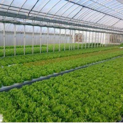 ふるさと納税 亀岡市 【毎月定期便】新鮮 旬の葉物野菜セット 7種詰め合わせ全6回 |  | 02