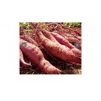 ふるさと納税 境港市 <先行予約受付中!10月上旬〜2月下旬発送予定>さといもと紅はるかのセット(約10kg) |  | 01