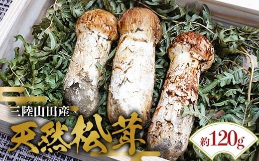 ≪2025年先行予約 9月中旬～10月下旬発送予定！≫「茸の匠」が採る 三陸山田産松茸約120g【芳賀榮三きのこ園】岩手県山田町 山田町 まつたけ きのこ名人 野菜 山田産野菜 秋の味覚【配送日指定不可】 YD-884