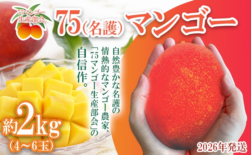 
                  2026年発送【75マンゴー生産部会】 75（名護）マンゴー　約2kg フルーツ 果物 期間限定 数量限定 マンゴー おすすめ 人気 冷蔵 夏 スイーツ 南国 プレゼント お土産 おみやげ ギフト くだもの 沖縄 おきなわ 青果 デザート
                
