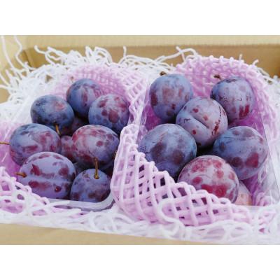 ふるさと納税 長野県 美容・健康に!【長野県産】★旬のプルーン ★1kg【7月中旬〜9月上旬 発送予定】 |  | 01