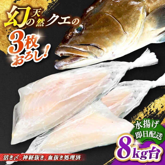 【ふるさと納税】天然クエ（8キロ台・3枚おろし） 《壱岐市》【壱岐島　玄海屋】[JBS061] クエ 魚 刺身 しゃぶしゃぶ 590000 590000円 59万円 のし プレゼント ギフト