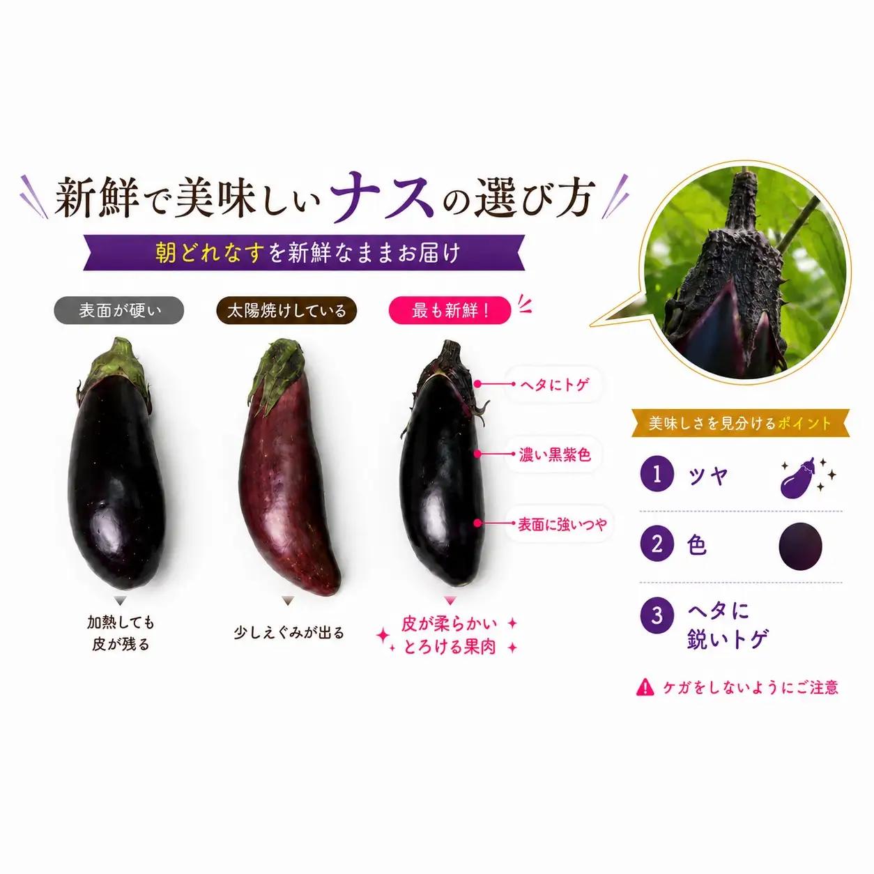 スピード発送【今が旬☆新鮮！朝どれナスをドドンと1kg ‼】期間限定 朝採れ 産地直送 おひさま農園 高知県 室戸市