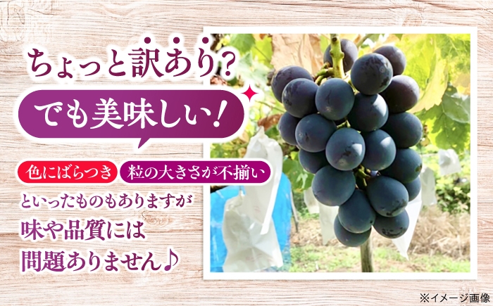 ぶどう ブドウ 葡萄 フルーツ 果物 デザート ピオーネ 大粒 甘い 2kg わけあり 家庭用 自宅用 産地直送 広島県 三次市