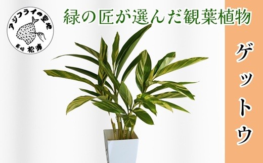 
                  緑の匠が選んだ観葉植物 素敵な空間づくりに ゲットウ( 観葉植物 ゲットウ 月桃 植物 贈り物 送料無料 )【150-0010】
                