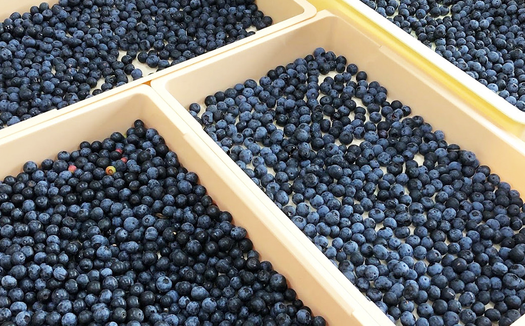 「ブルーベリーがこんなに美味しいなんて！」と、直売所に並んだとたん売り切れてしまう人気のブルーベリー。