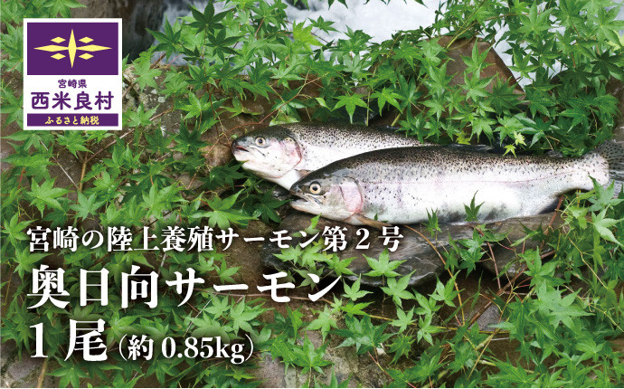 
                  【サーモン・奥日向サーモン】奥日向サーモン 1尾 | 西米良サーモン 高級サーモン サーモンロイン さーもん ブランドサーモン 贈答 ギフト お祝い 生食用 海鮮 魚介 完全無投薬 カルパッチョ 宮崎 西米良村
                