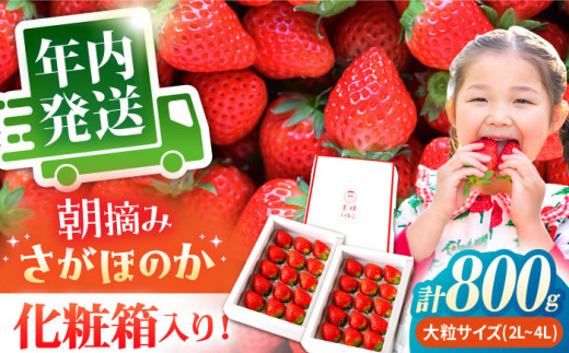 【農薬0への挑戦】【11月下旬〜12月発送】王様のいちご さがほのか 800g ( 400g×2箱 )【むらおか農園】 [HAF002] 年内発送