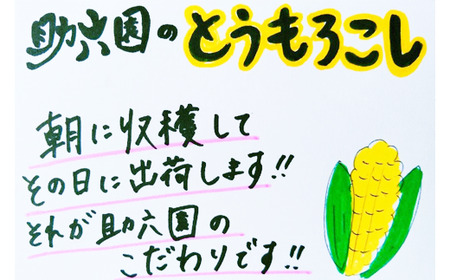 【2025年7月下旬発送開始】 甘い 朝採り とうもろこし 10本 ～ 11本 【助六園】／ トウモロコシ コーン 一番果 新鮮 野菜 夏 夏野菜 旬 旬野菜 美味しい ゴールドラッシュ ミルキーシュ