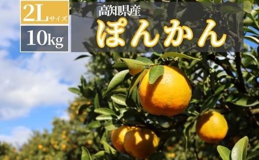 TM004-4 徳村のぽんかん 2Lサイズ＜10kg＞国産 東洋町産 訳アリ 甘い コク ジューシー 果肉 高知県 東洋町 四国 お取り寄せ フルーツ 果物 家庭用 自宅用 送料無料