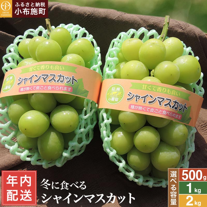 【ふるさと納税】年内発送 冬に食べるシャインマスカット 約500g 約1kg 約2kg 選べる 内容量 ［ おぶせファーマーズ ］ 年内配送 ぶどう フルーツ 果物 くだもの 長野県 産地直送 送料無料 令和8年産 【2026年11月中旬～12月下旬配送】 12月15日決済確定分まで年内配送