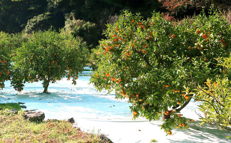 青島みかん 10kg（箱込み）長与町/岩永農園[EAZ009]