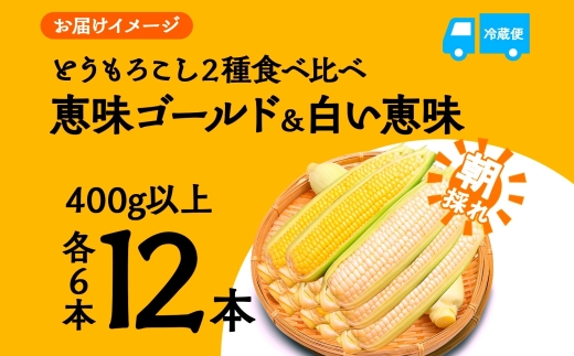 とうもろこし イエロー ＆ ホワイト 2種 食べ比べ 恵味ゴールド 白い恵味 400g以上 各6本 計12本 野菜 おやつ 旬 産地直送 送料無料 湖南野菜出荷組合 山梨県 富士河口湖町 FEM009