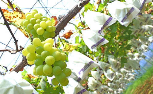 おまかせぶどう 詰め合わせ 2.4kg 4房以上 朝採れ ブドウ マスカット 果物 フルーツ 冷蔵