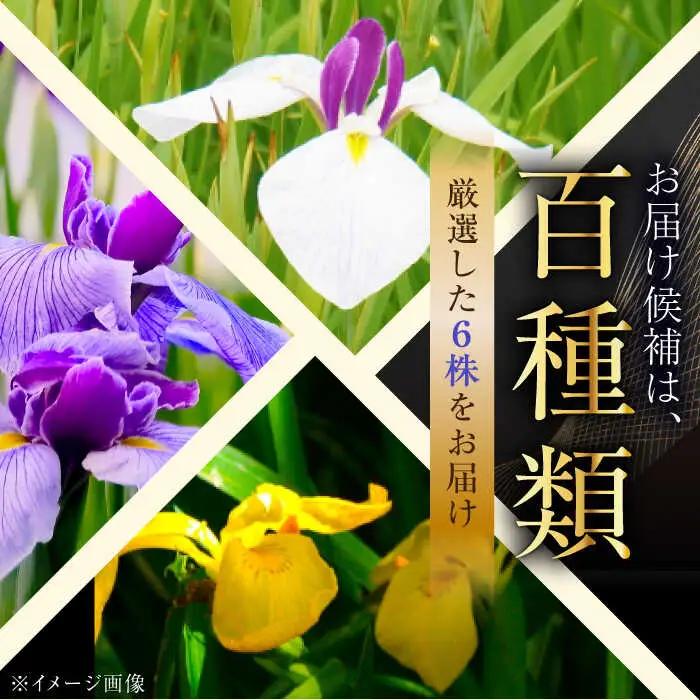 苗 【4月から11月発送】花しょうぶ（ジャパン アイリス）の苗 おまかせ6株 [AIAC001] 