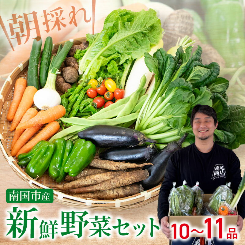 【ふるさと納税】 野菜 セット 10～11品 朝採れ 新鮮 野菜セット 産地直送 人気 旬 季節の野菜 数量限定 おすすめ 森尾商店 高知県 南国市