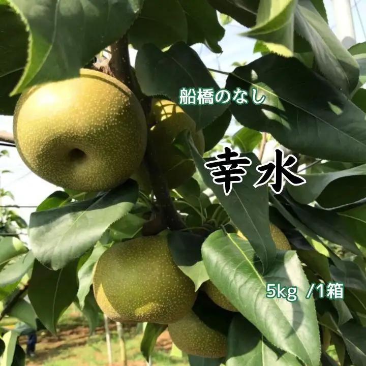 船橋のなし 幸水 5kg（大金園）