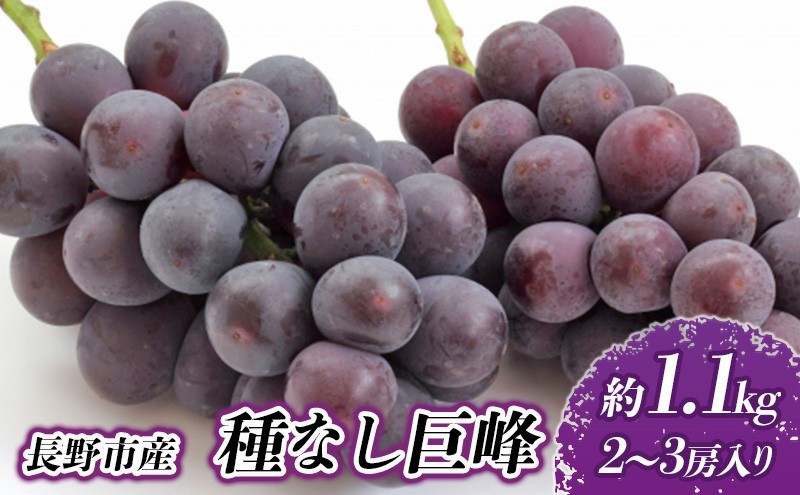 
                  長野市産 種なし巨峰 約1.1kg【2026年9月中旬以降出荷分】 |  ぶどう 巨峰 種なし 定番 人気 おすすめ 葡萄 ブドウ フルーツ 果物  濃厚 ブルーム 新鮮 長野県 長野市 信州 信濃 ふるさと納税
                