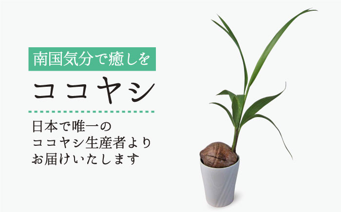 
ココヤシ 観葉植物 《糸島》【はざま園芸】[AND004]
