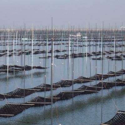 ふるさと納税 鞍手町 一番摘み有明海苔(8切80枚×4本　計320枚)　有明海柳川産「自慢の明太子風味」 |  | 02