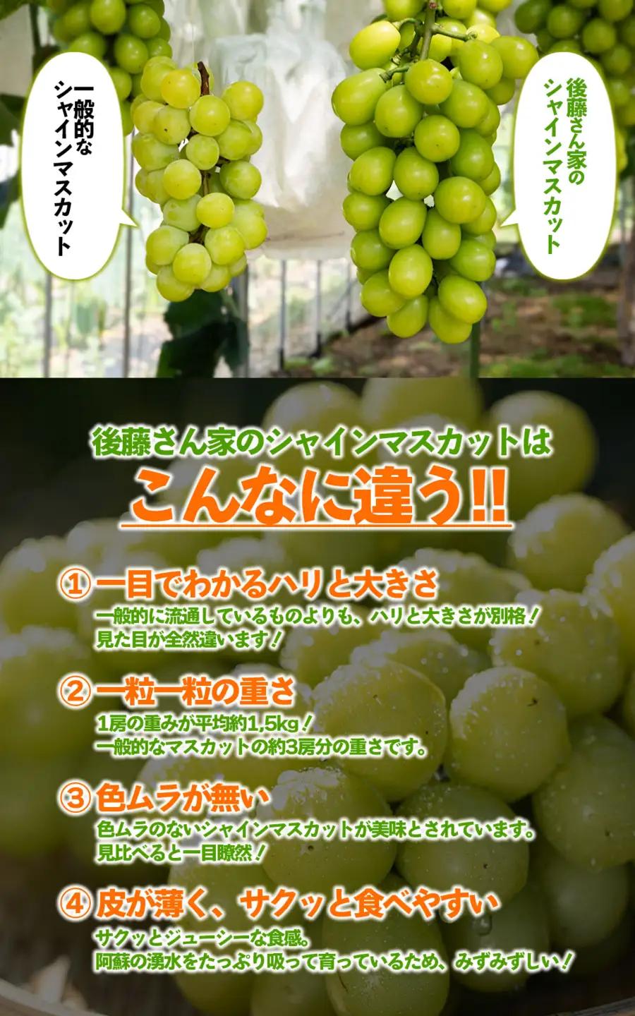 「後藤農園」 シャインマスカット 2房 約1.4kg～約1.6kg希少 ぶどう 新鮮 期間限定 皮ごと ブドウ お取り寄せ 熊本県 阿蘇市