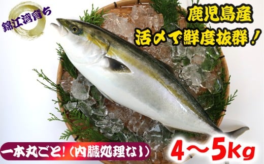 B2-8002／【予約販売 12月中旬以降順次発送】鹿児島県産 ぶり まるごと1尾 4kg以上 (内臓処理なし）