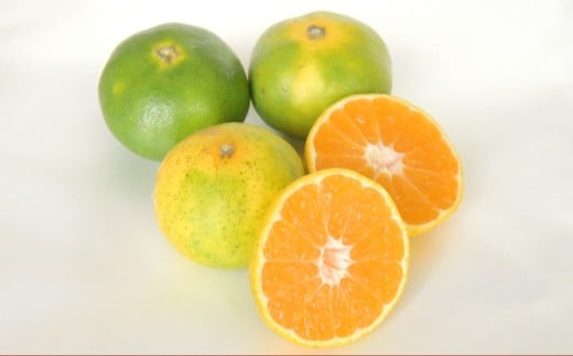 【訳あり】 極早生みかん 10kg ／ 蜜柑 みかん ミカン 果物 果実 フルーツ 訳アリ 理由あり わけあり 九州 長崎県 長崎市 常温 オンライン決済限定 【2025年10月上旬～11月上旬迄発送予定】