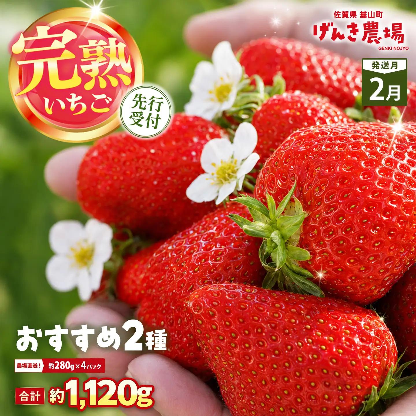 【2027年2月発送】【先行予約】【農場直送！】いちご2品種食べ比べ(約280g×4P) K100088