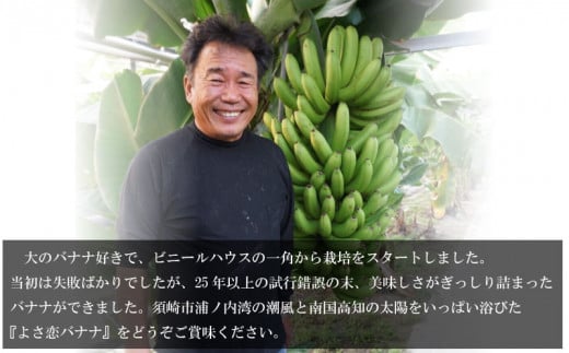 よさ恋バナナ 800g × 2 1.5kg 以上 バナナ 冷凍 国産 果物 くだもの 高級 フルーツ 希少 無農薬  高知県 須崎市