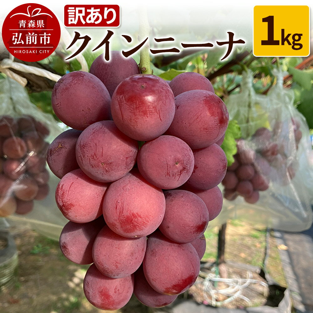 【ふるさと納税】【レビューキャンペーン】【25年9月〜発送】 【訳あり】 クインニーナ 1kg【先行受付】 ぶどう フルーツ 果物 ブドウ 葡萄 グレープ くだもの 産地直送