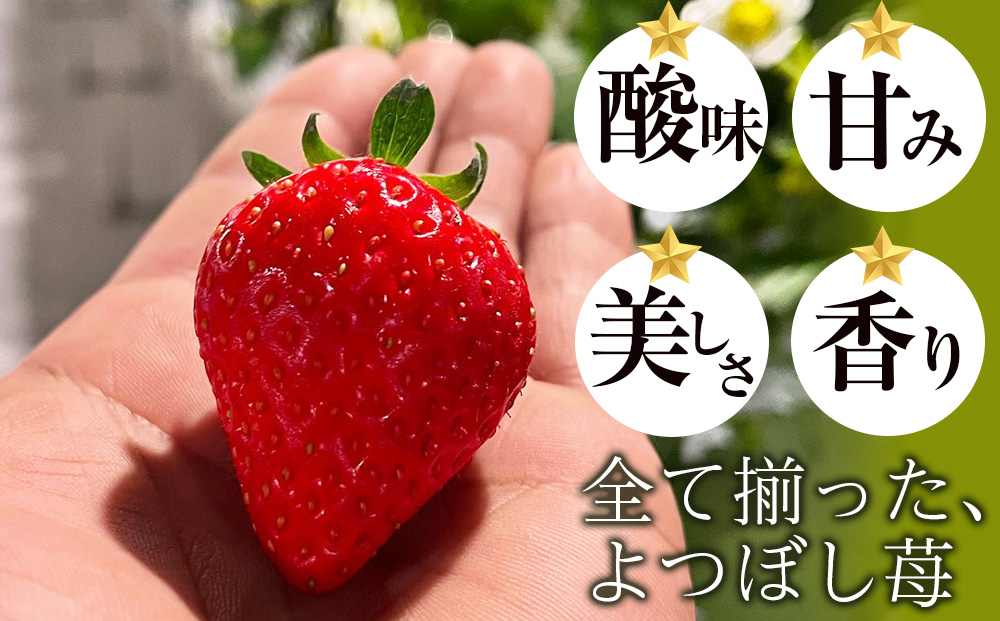 北海道産 完熟よつぼし苺(約250g×4パック)