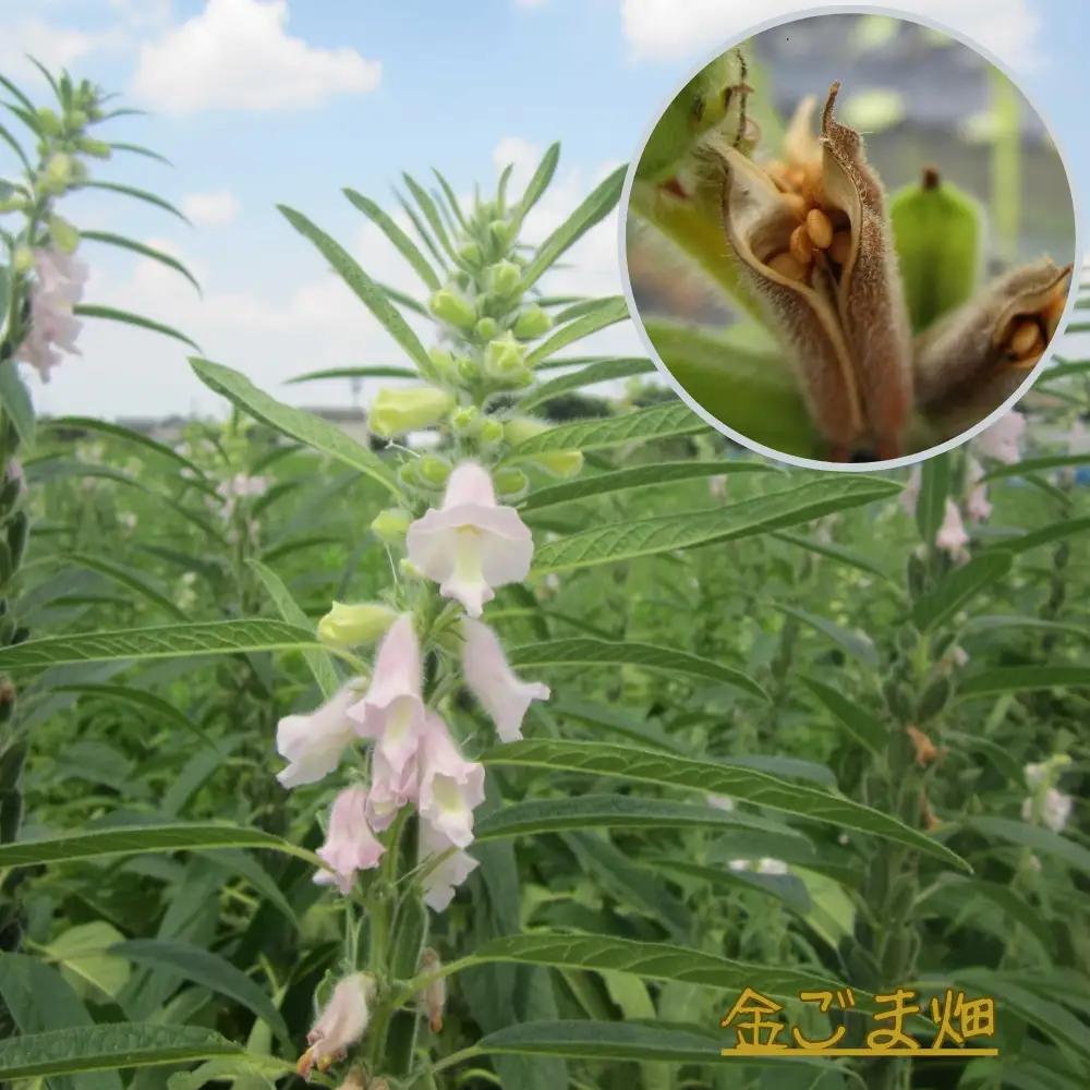 国産!金ごま 選べる!2個セット奈良県 三宅町 ゴマ 希少 価値 煎りたて おつまみ:(浅・深煎り)