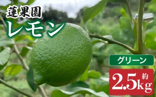 【先行予約】 【グリーンレモン】 【 9月から発送】 家庭用 グリーンレモン 約2.5kg 防腐剤 ワックス 不使用｜ 訳あり レモン 檸檬 完熟 柑橘 酸味 国産 愛媛県産 訳あり 新鮮 愛媛 松山