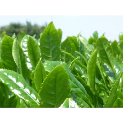 ふるさと納税 八女市 八女茶 特上煎茶 100g×5袋 |  | 03