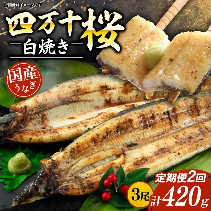 【通常用】【2回定期便】極上国産うなぎ四万十桜 白焼き約140g×3尾 白焼き