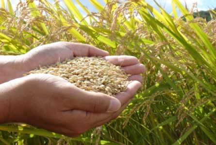 【令和7年産・新米先行受付】北海道とままえ産ゆめぴりか　10kg