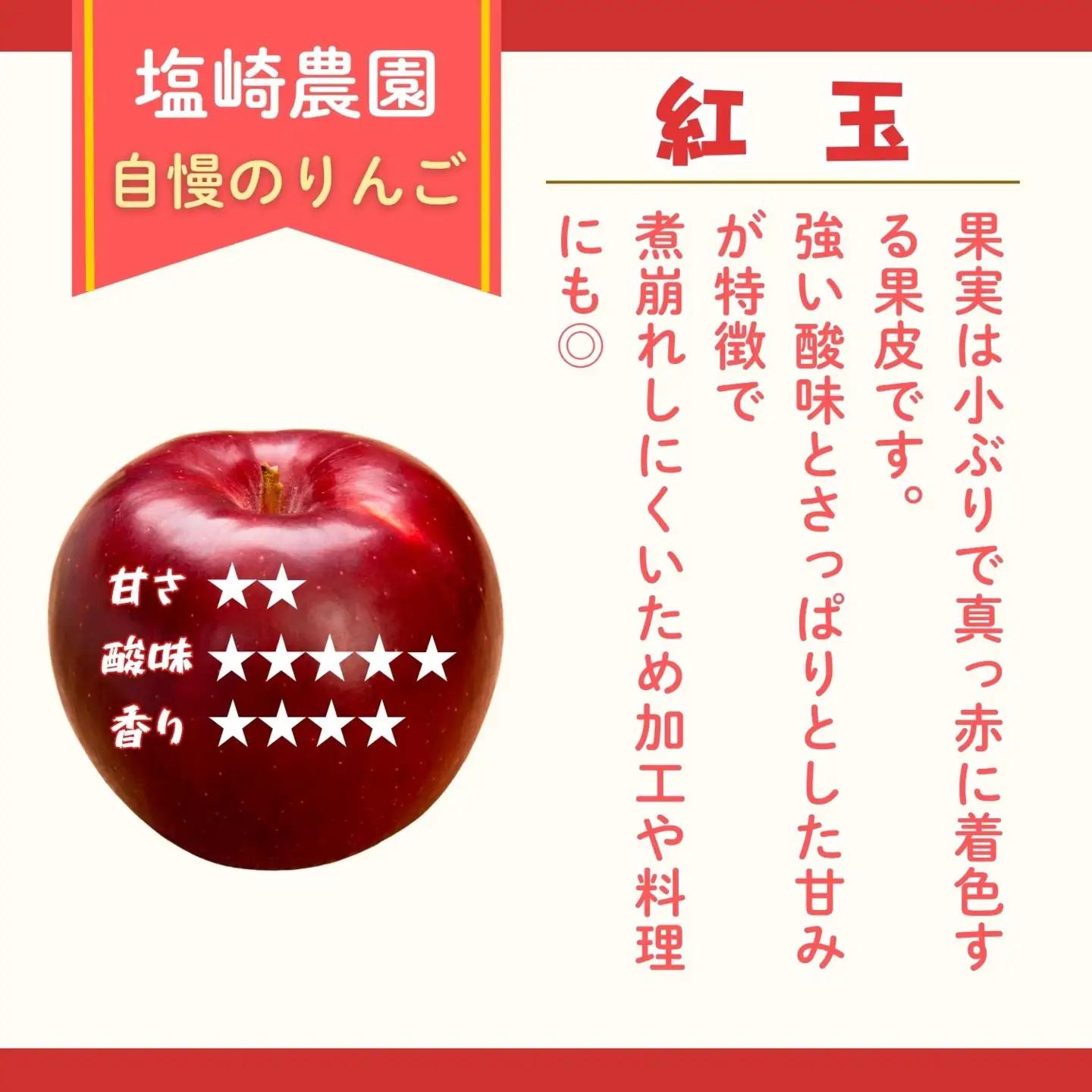 紅玉 約2～2.5kg（8～14玉）2026年10月発送 りんご