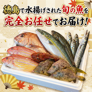 鮮魚 お試し 4～6種 徳島県産 鮮魚