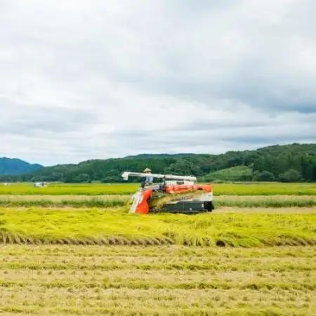 [先行予約] R8年産 岩船産こしひかり 精米6kg ふっくら美味しい [横山農産]【1737359】