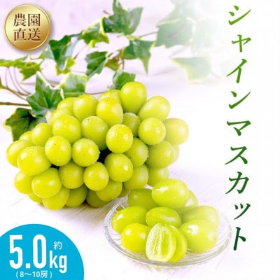 農園直送!シャインマスカット5kg(8～10房)朝採れ 糖度18度以上 【2025年8～9月発送】【配送不可地域：離島】