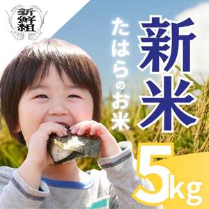 【先行予約】新米 5kg たはらの お米 おこめ 米 コメ ごはん ご飯 おかず 白飯 白ごはん お弁当 精米 お取り寄せ 災害 備え 愛知県 田原市 人気