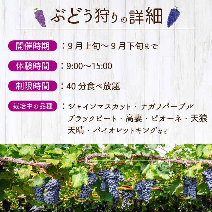 【白龍湖観光農園】《土日祝限定》ぶどう狩り体験チケット おとな2名 果物 くだもの フルーツ 202003	