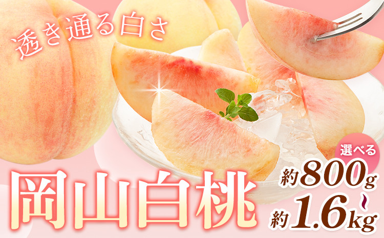 
            【先行予約】桃 岡山白桃 選べる 800g 1.2kg 1.4kg 1.6kg 株式会社藍《2025年7月中旬-8月上旬頃出荷》 岡山県 浅口市 岡山県産 もも フルーツ 果物 くだもの 白桃 送料無料
          